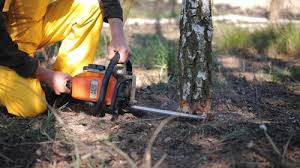 How Our Tree Care Process Works  in Beech Island, SC